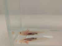 Image 1 of Hypo Juvenile Axolotl