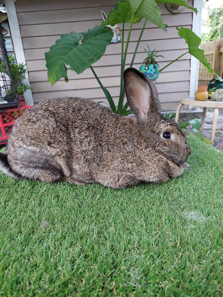 Image of Flemish Giant 12 (Fixed)