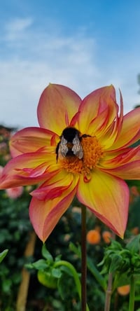 Image 4 of Pollinator Dreams Mix seeds