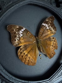 Image 3 of Cymothoe 