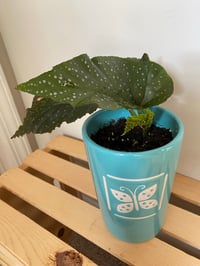 Image 4 of Angel Wing Begonia in Teal Butterfly Pot