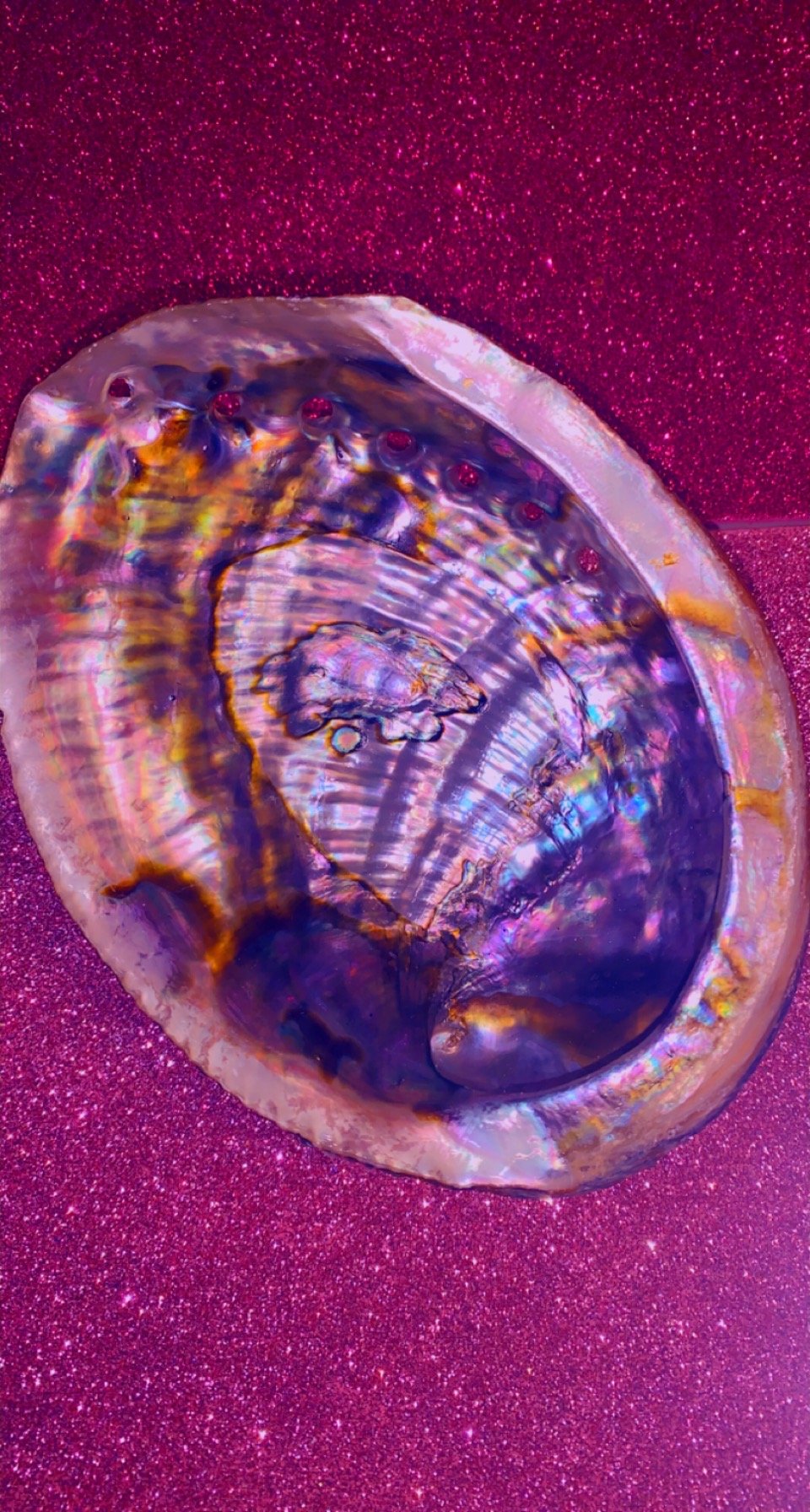 Image of Natural “Abalone”  shell