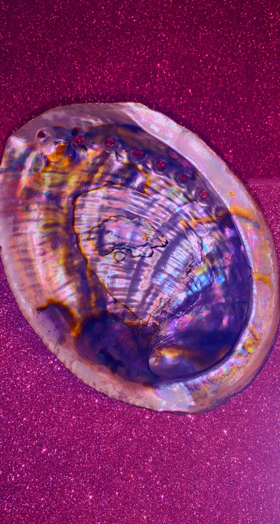 Image of Natural “Abalone”  shell