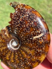 Image 3 of Ammonite Fossil | Madagascar #2921