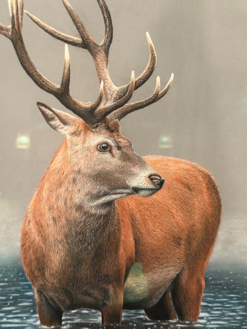 Image of Stag in the Mist by Juliet B 