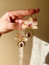 Image 4 of 💛💜Crescent Moon Moth Orchids💜💛