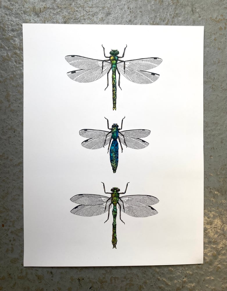 A Collection of Dragonflies