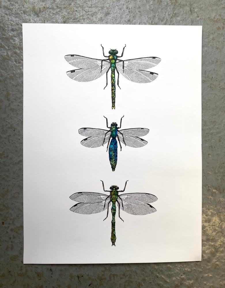 A Collection of Dragonflies