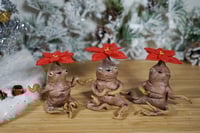 Image 5 of Poinsettia Mandrakes