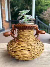 Image 1 of Ghost Plant in Wicker Basket