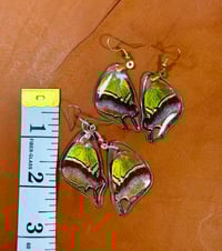 Image 2 of Regal Hairstreak Hindwings - Underside