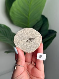 Image 2 of CHOOSE YOUR OWN FOSSILIZED FLY