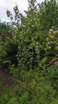 Image 5 of Serviceberry : Amelanchier alnifolia