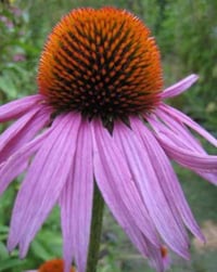 Echinacea Root Tincture