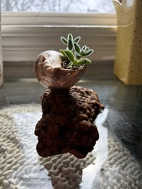 Image 4 of Pickle plant in Driftwood Seashell