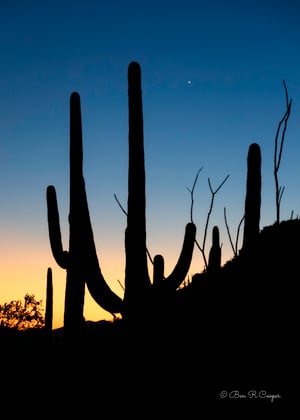 Twilight Saguaro
