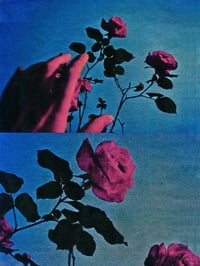Image 2 of PICK ROSES AT NIGHT XI