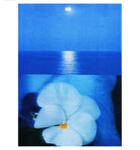 Image 1 of PANSY - BLUE SEA 