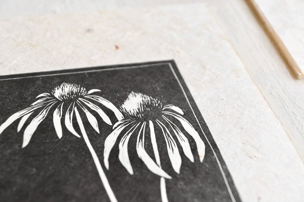 Coneflower
