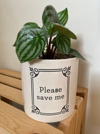Image 1 of Watermelon Peperomia in "Please Save Me" Pot