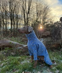 Image 1 of  FOUR LEGGED SUIT