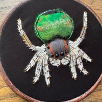 Image 1 of Peacock spider (6 inches) 