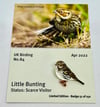 Little Bunting - No.84 UK Birding Pins - Enamel Pin Badge