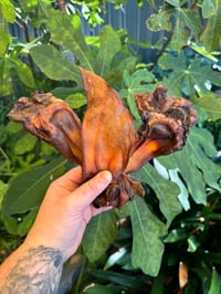 Image 1 of Cow Ears