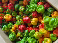 Image 1 of Fresh Red Pepper (A Pack)