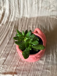 Image 3 of Jade Plant in Pink Flamingo
