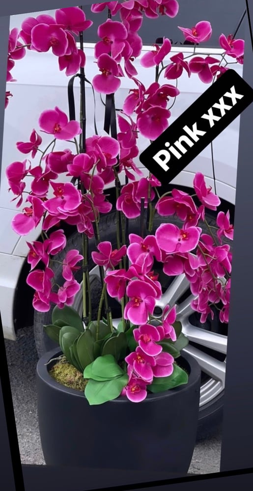 Image of Cerise pink floor standing orchid 