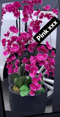 Cerise pink floor standing orchid 