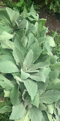 Image 2 of WILD Remedies Series -APRIL 19th- Spring Unfurling