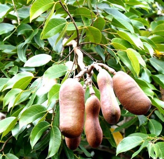 HIGH PROTEIN SUPERFOOD- Jamaican Locust Legume Protein Powder 4 oz.-Eyes-Nerves-Aphrodisiac-Prostate