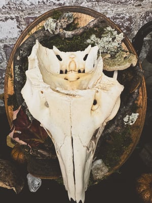 Image of Deer Skull Mount