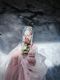 Image 4 of Fertilized parakeet egg never hatched 