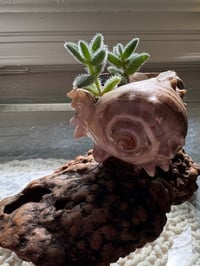 Image 5 of Pickle plant in Driftwood Seashell