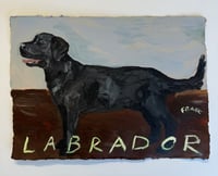 Black Labrador