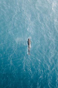 Image 1 of Pilot