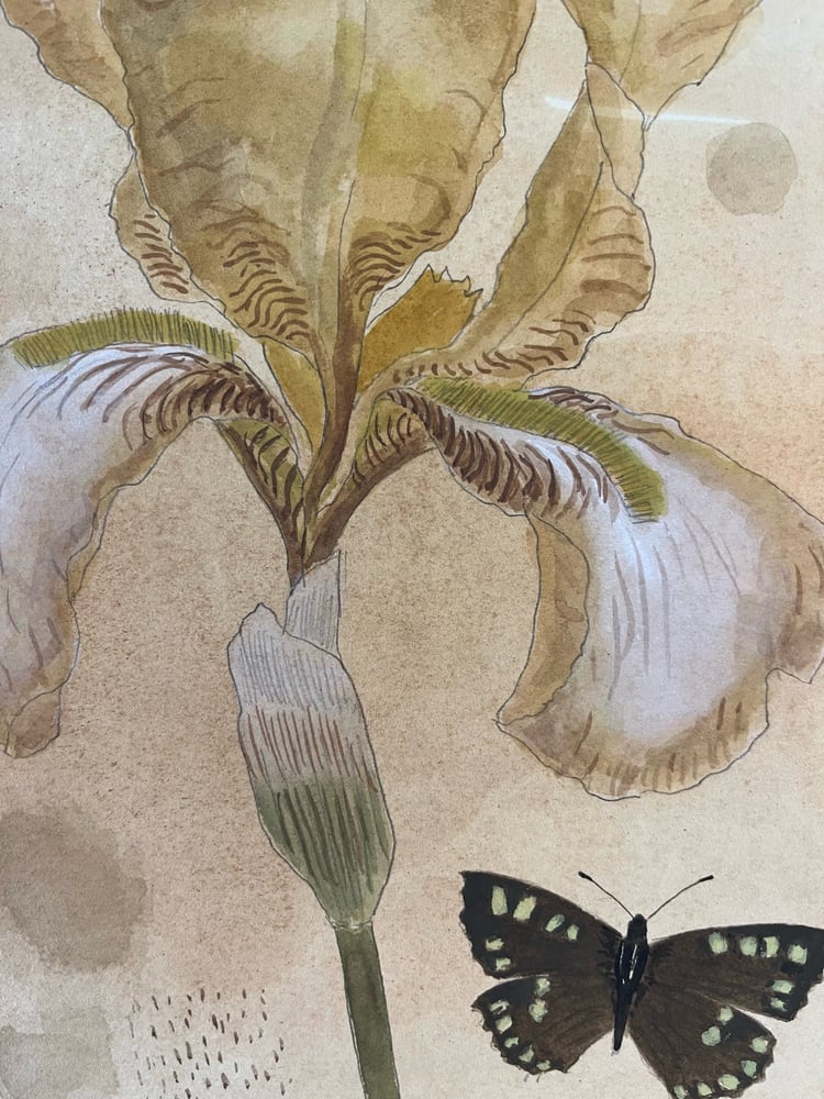 Image of Benton Iris and speckled wood. 