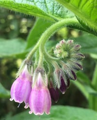 Image 3 of Comfrey Salve 2 OZ