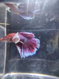 Image 5 of Dumbo lavender betta