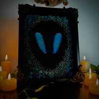 Image 1 of Blue Morpho