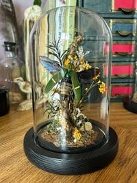 Image 2 of jewel beetle dome