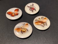 Image 4 of Pinned Bug Display Mini Button Pins •  1"/25mm