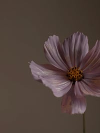 Image 2 of Sand & Fog Violet Sandalwood Oil dropper 