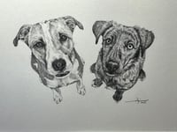 Image 4 of Graphite / Watercolor Pet Portrait