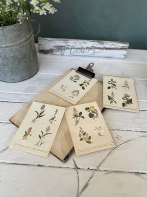 Image of Collection of four vintage botanical book plates #2