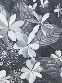 Image 4 of Hortensia From Shibuya