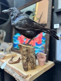 Image 4 of Taxidermy Crow 3